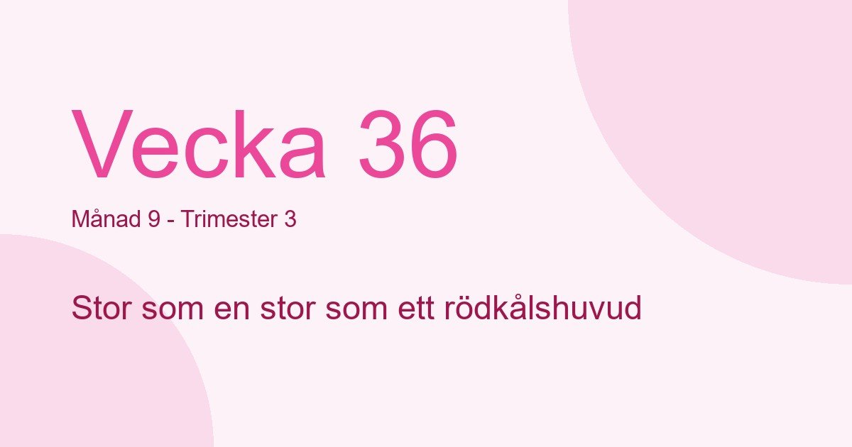 Bebisens utveckling vecka 36 - storlek som stor som ett rödkålshuvud